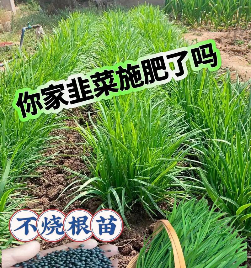 君子兰僵苗怎么治？僵苗现象的解决方法是什么？
