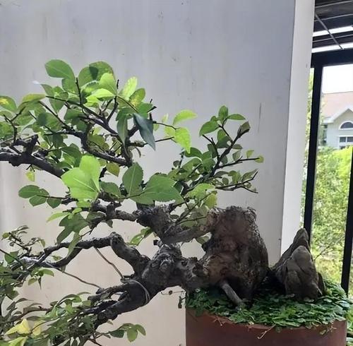 银杏树盆景可以使用吗？银杏树盆景有毒吗？