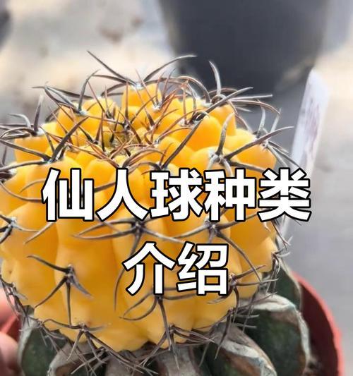 仙人掌有哪些品种？不同品种的仙人掌养殖方法有何不同？