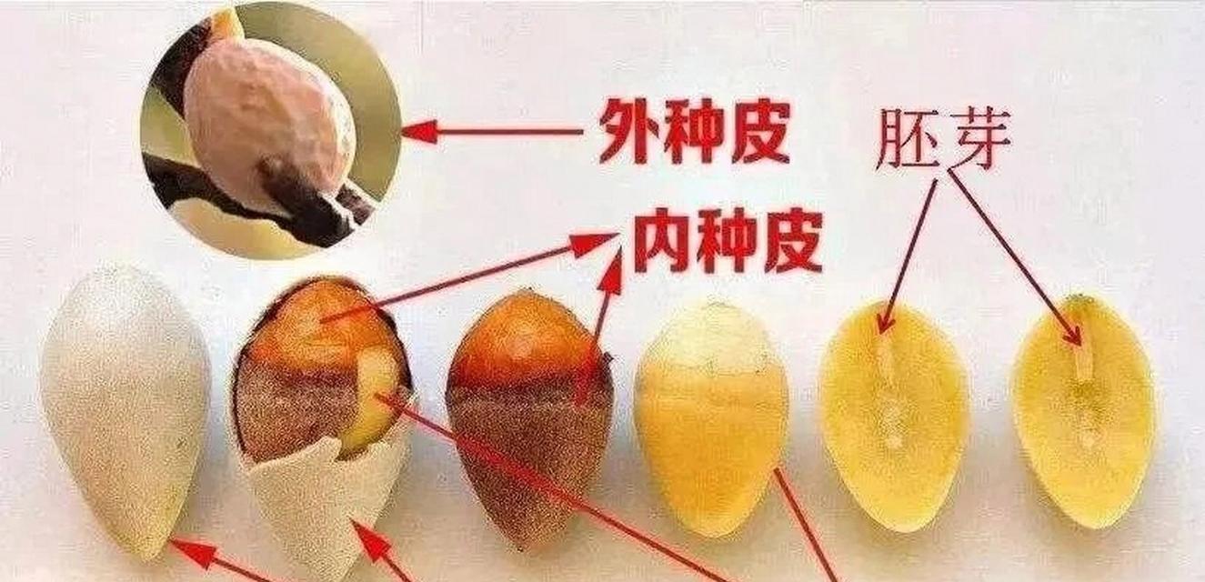 银杏如何繁殖？有哪些有效的繁殖方法？