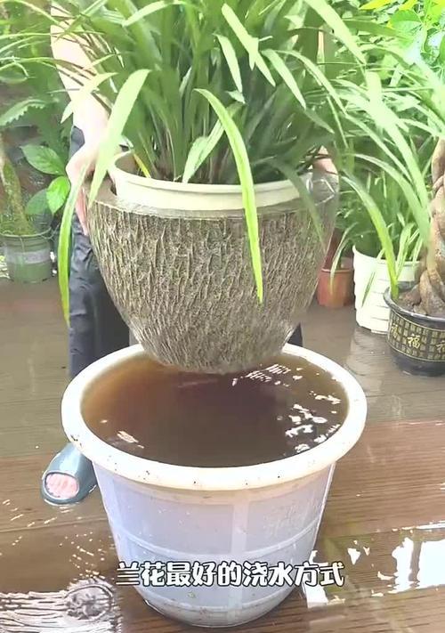 水兰花的养殖技巧是什么？如何确保水兰花的成活率？