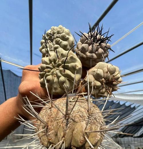 仙人掌的种类及其特性是什么？