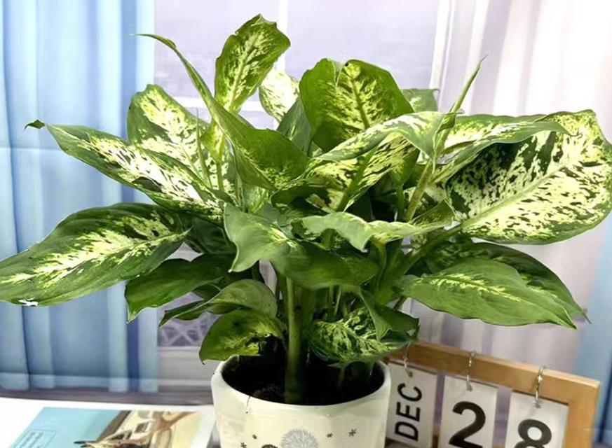 万年青出现虫害如何处理？有哪些有效方法？