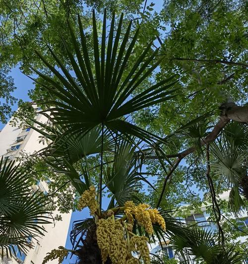 常见的棕榈类植物有哪些种类？