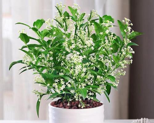 夜来香种植的步骤和注意事项是什么？