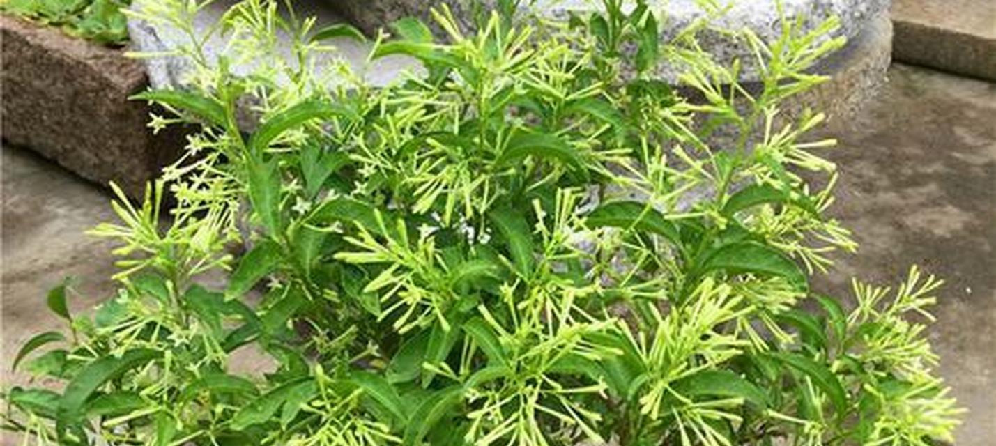 夜来香种植的步骤和注意事项是什么？