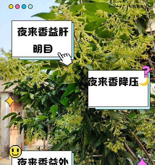 夜来香种植的步骤和注意事项是什么？