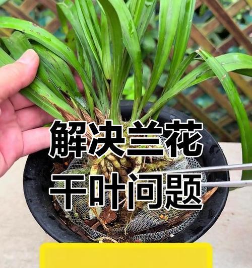 盆景根部腐烂的处理方法是什么？如何预防？