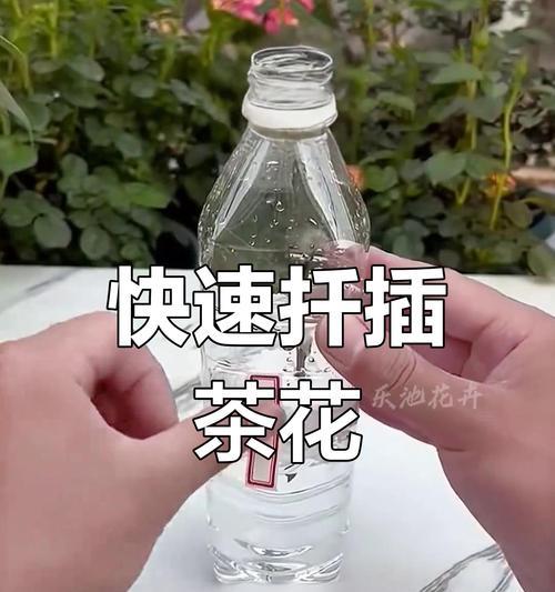 茶花扦插生根的秘诀是什么？