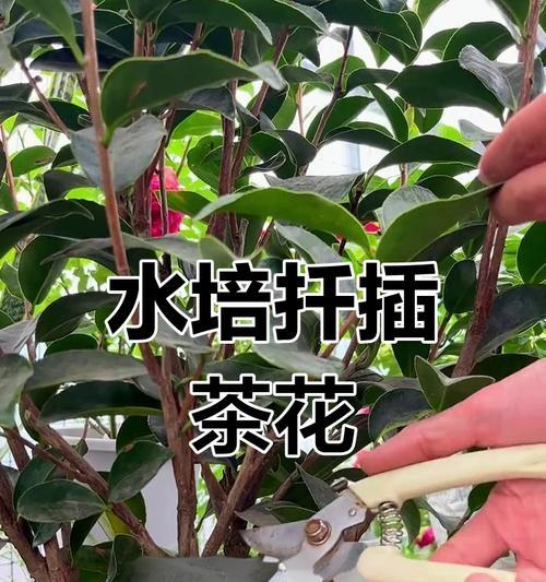 茶花扦插生根的秘诀是什么？