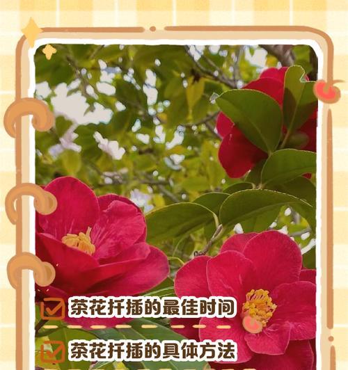 茶花扦插生根的秘诀是什么？