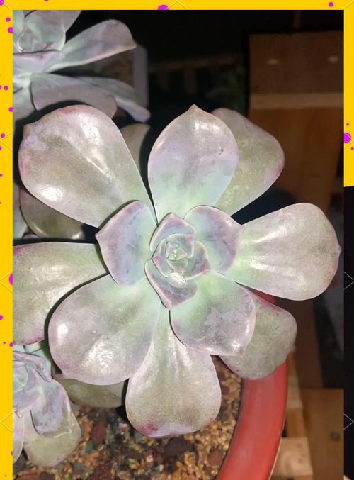 多肉植物变黑了怎么办？如何预防多肉植物变黑？