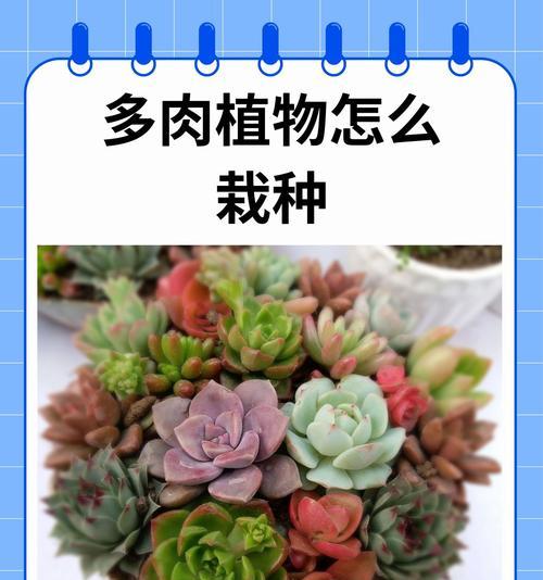 多肉植物变黑了怎么办？如何预防多肉植物变黑？
