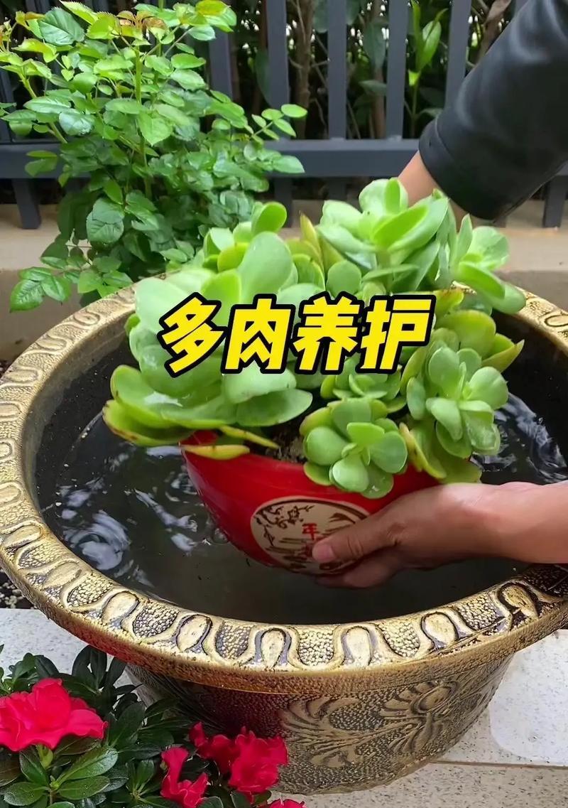 多肉植物变黑了怎么办？如何预防多肉植物变黑？