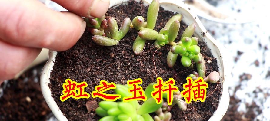 樱花枝条水培生根的步骤是什么？如何提高生根率？