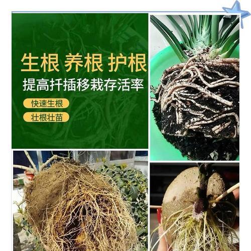 樱花枝条水培生根的步骤是什么？如何提高生根率？
