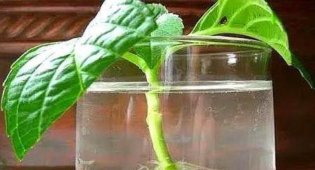 樱花枝条水培生根的步骤是什么？如何提高生根率？
