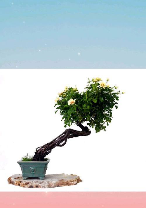 盆景制作的基本步骤是什么？有哪些技巧可以提高盆景的观赏性？