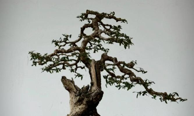 盆景制作的基本步骤是什么？有哪些技巧可以提高盆景的观赏性？