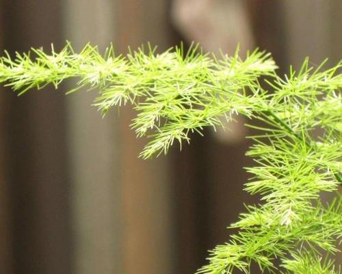 屁屁花种子播种方法？播种后多久发芽？