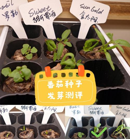 屁屁花种子播种方法？播种后多久发芽？