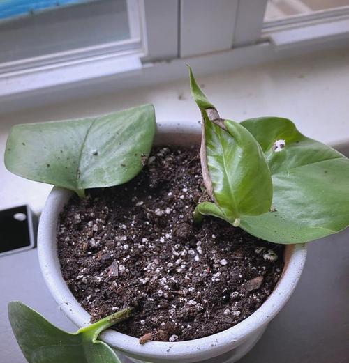 绿萝出现虫害时应如何处理？