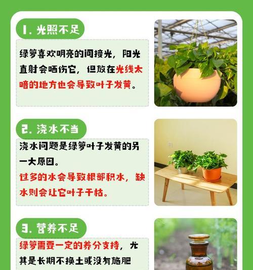 绿萝出现虫害时应如何处理？