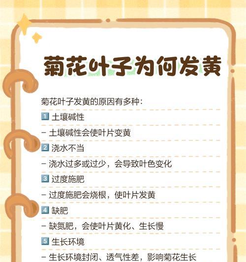 菊花叶片发黄的原因是什么？如何解决这一问题？