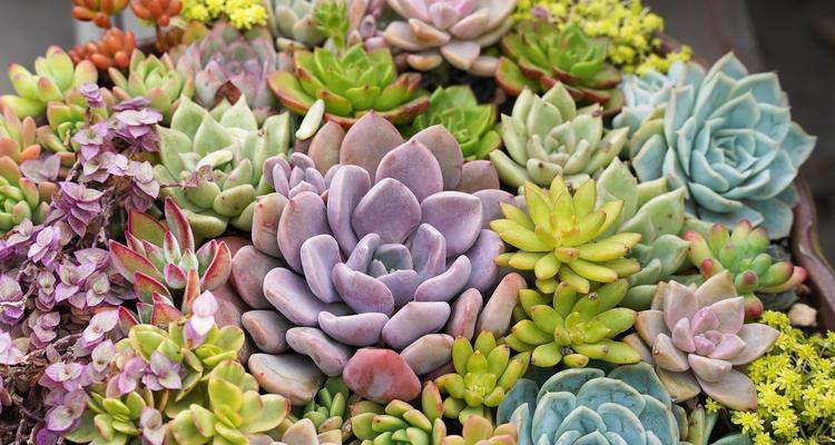 多肉植物如何养护？多肉花的养殖技巧有哪些？