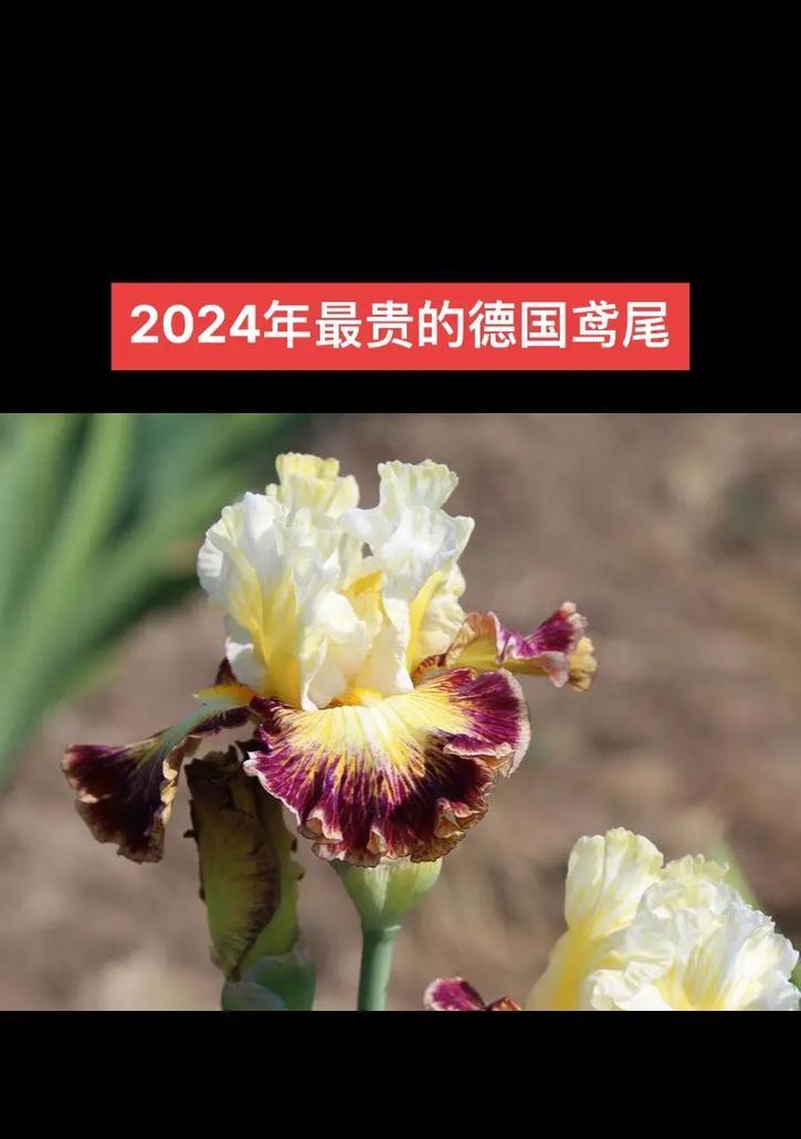 德国的国花具体是什么？它的象征意义有哪些？