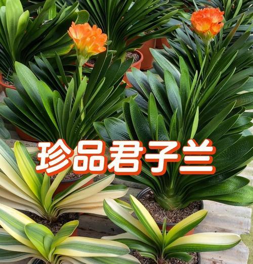 君子兰的正确养护方法是什么？君子兰生长需要哪些条件？
