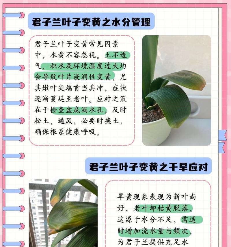 君子兰的正确养护方法是什么？君子兰生长需要哪些条件？