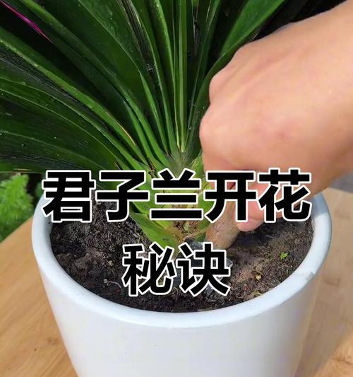 君子兰不开花的解决方法有哪些？