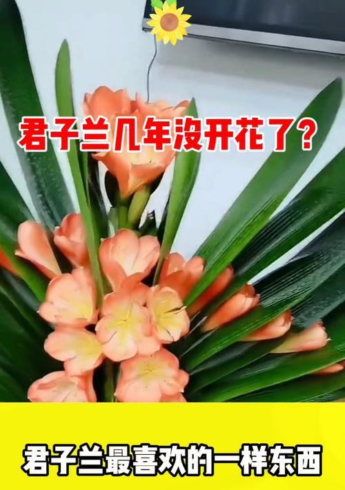 君子兰不开花的解决方法有哪些？
