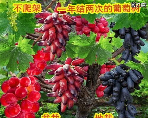 盆栽葡萄结果少怎么办？如何提高产量？