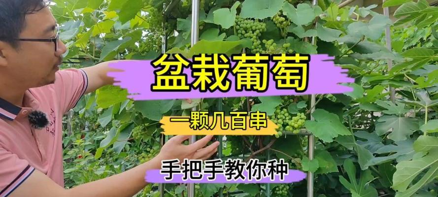 盆栽葡萄结果少怎么办？如何提高产量？
