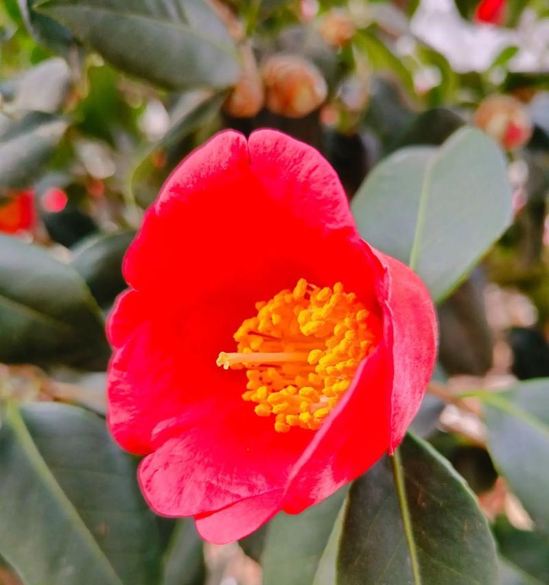 冬天什么花好养？适合冬季养殖的花卉推荐有哪些？
