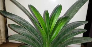君子兰的种植方法有哪些？