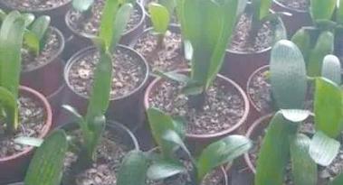 君子兰的种植方法有哪些？