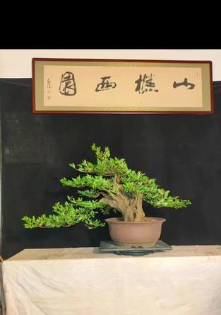 映山红修剪技巧有哪些？