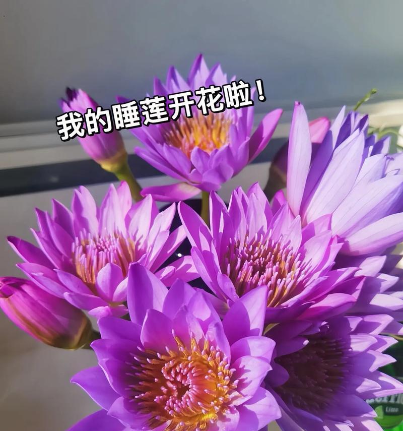 紫色睡莲的养殖方法是什么？如何保持其鲜艳的色彩？