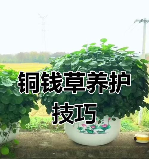 铜钱草的施肥方法是什么？怎样促进其健康生长？