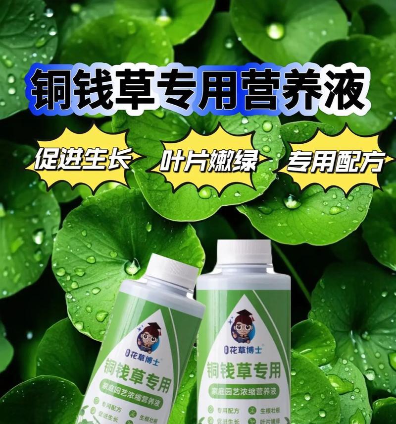 铜钱草的施肥方法是什么？怎样促进其健康生长？