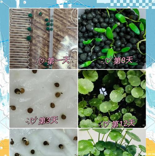 铜钱草的施肥方法是什么？怎样促进其健康生长？