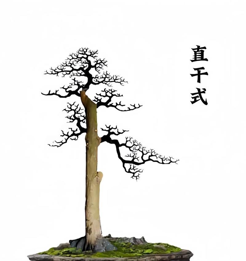 龙铁的养护要点是什么？怎样才能养出最佳状态？