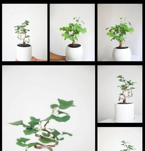 银杏树盆景矮化造景有哪些技巧？矮化后对盆景有何影响？