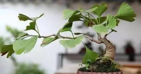 银杏树盆景矮化造景有哪些技巧？矮化后对盆景有何影响？