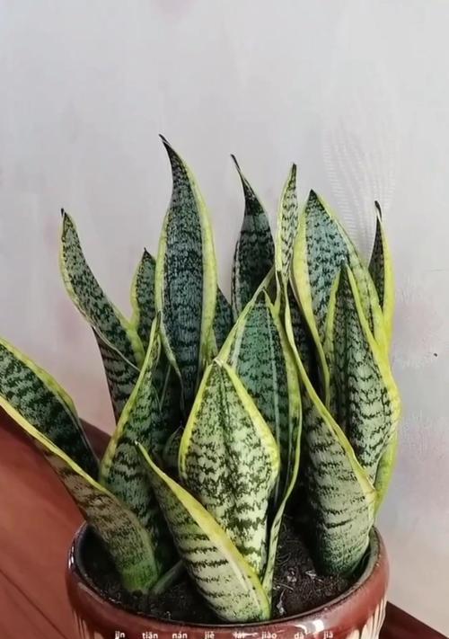虎皮花的养殖技巧有哪些？