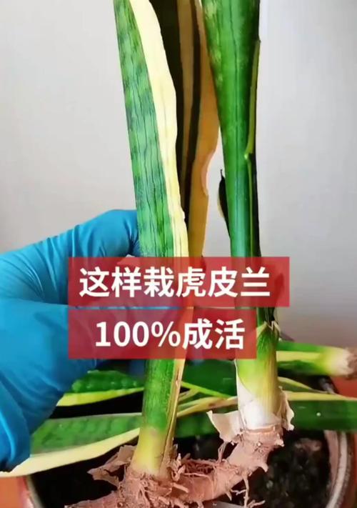 虎皮花的养殖技巧有哪些？