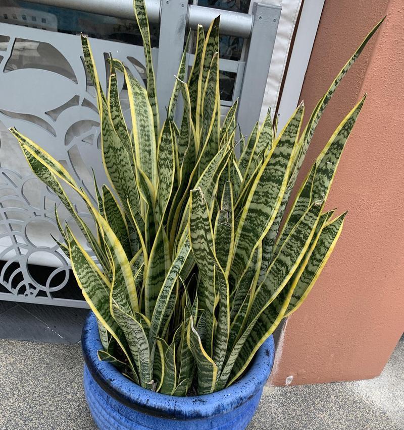 虎皮花的养殖技巧有哪些？